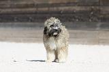 PETIT CHIEN LION 230